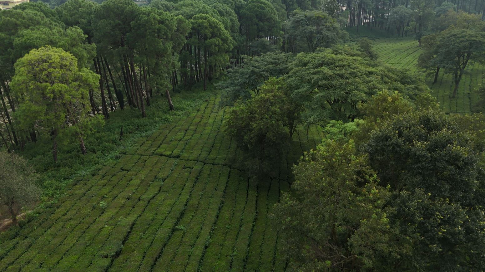 Palampur tea estates and Dhauladhar trails